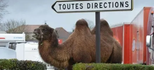 Indre-et-Loire : les gendarmes ont arrêté un chameau !