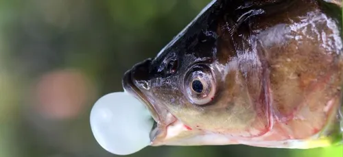 Un chewing-gum bio, 100% biodégradable