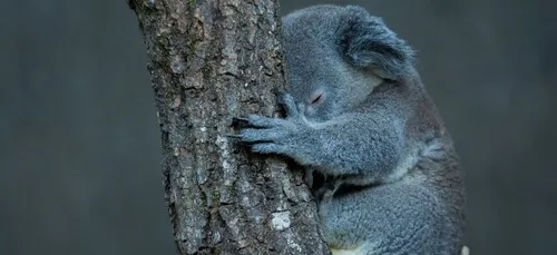 Zoo de Beauval : une grande collecte pour l’Australie