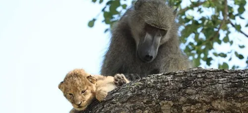 « C’est l’histoire de la viiiie » : un babouin reproduit une scène...