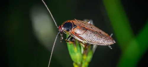 Ce zoo propose de donner le nom de votre ex à un cafard pour la...