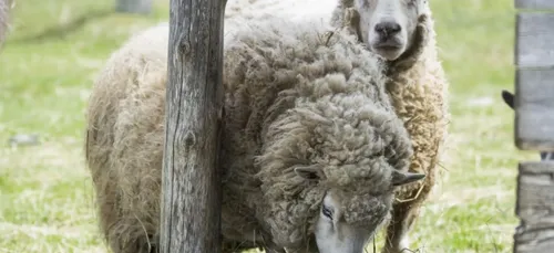 Loir-et-Cher : des moutons tués par des chiens errants