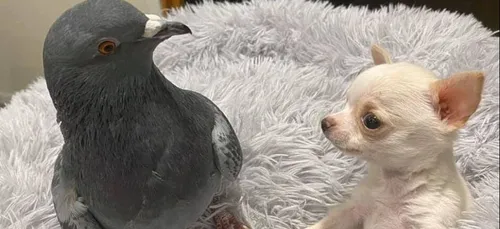 Quand un chiot handicapé devient le meilleur ami d’un pigeon...