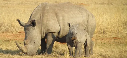 Damien Vergnaud aide les rhinocéros contre le braconnage