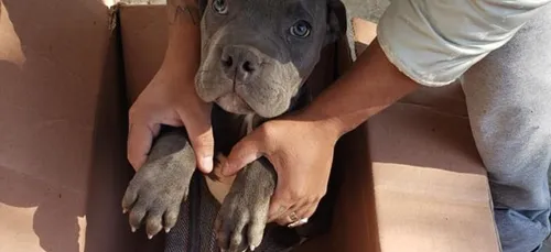 La lettre bouleversante d’un garçon qui abandonne son chien pour le...