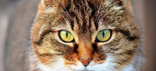 Politique : ce chat est candidat aux prochaines élections...