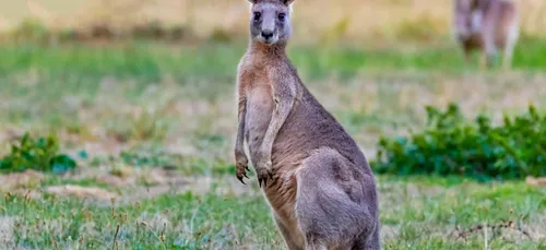 Indre-et-Loire : attention, un wallaby se balade dans la nature !