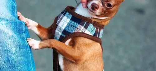 Confiné, un mexicain envoie son chien à l’épicerie (photos)