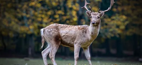 Deux daims se promènent dans les rues de Boissy-Saint-Léger (Vidéo)