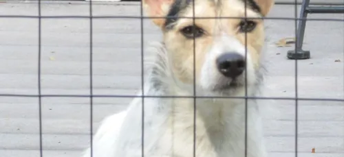 Comment adopter un animal en période de confinement ?