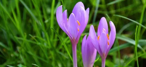 Il meurt intoxiqué après avoir confondu le colchique et l’ail des ours