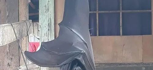 Cette chauve-souris « de taille humaine » affole la toile (Photos)