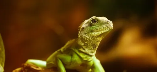 Une tête de lézard trouvée dans un bocal de sauce bolognaise (Photo)
