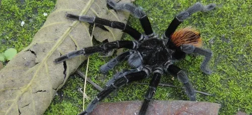 Une mygale saisie par des gendarmes près d’Angers (Photo)