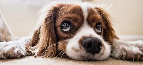 Pabète : la plateforme collaborative de garde d'animaux entre...