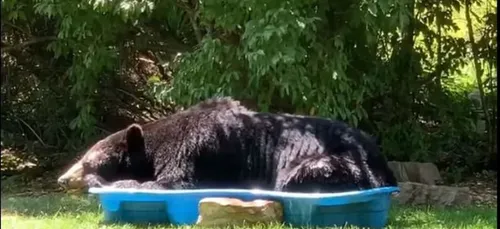 Elle découvre un ours dans la petite piscine de ses enfants (vidéo)
