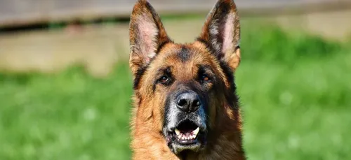 Covid-19 : le premier chien testé positif au coronavirus est mort