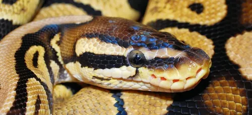 Trois jeunes femmes trouvent un python dans le centre-ville de Pau...