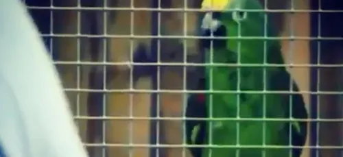 Beyoncé : ce perroquet qui interprète «If I Were a Boy» fait le...