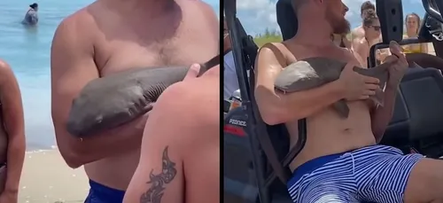 Attaqué par un requin, il ressort de l'eau avec l'animal accroché...