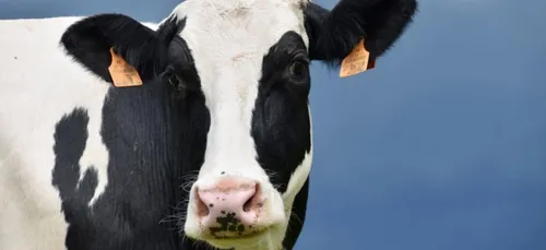 Maine-et-Loire : une vache retrouvée morte et mutilée