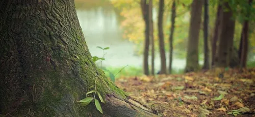 Planter un arbre par habitant, pendant 30 ans, pour sauver la forêt...