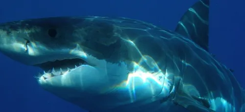 Un surfeur échappe de peu à une attaque de requin grâce à un drone...