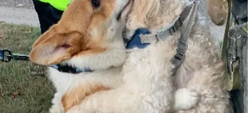 Wallace le corgi : le chien qui fait des câlins à chaque congénère...