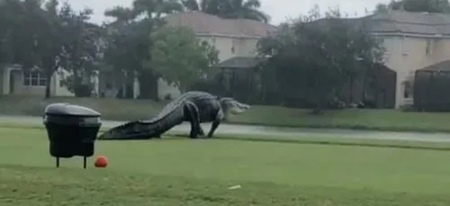 Un alligator géant filmé sur un terrain de golf en Floride (Vidéo)