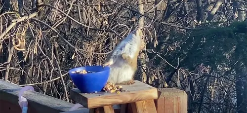 Un écureuil filmé complètement ivre malgré lui devient la star du...