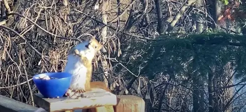 Un écureuil filmé complètement ivre malgré lui devient la star du...