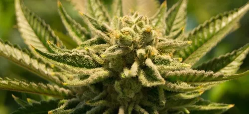 Leur fille ajoute du haschisch en secret dans les gâteaux de Noël,...