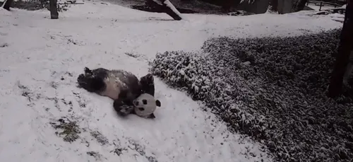 La scène de cet adorable panda qui s'amuse à rouler dans la neige...