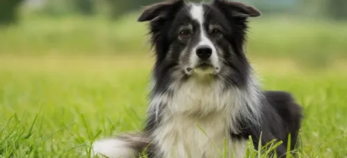 Un chien hérite de 5 millions de dollars ! (Vidéo)