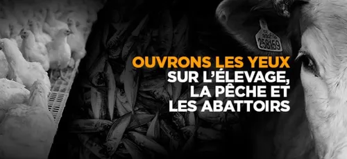 L214 : combats et avancées depuis la création de l'association