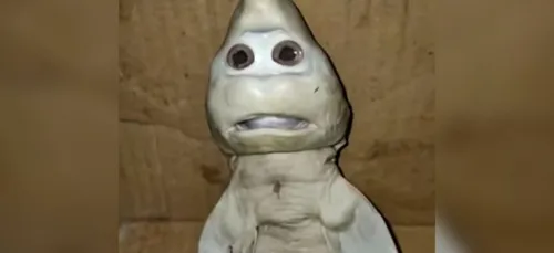 Un bébé requin naît avec une « tête humaine » en Indonésie (vidéo)