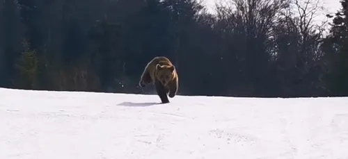 La folle course-poursuite entre un ours et un randonneur (Vidéo)