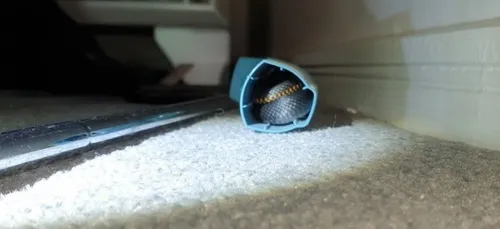 Un serpent vénéneux retrouvé recroquevillé dans un inhalateur (Photo)