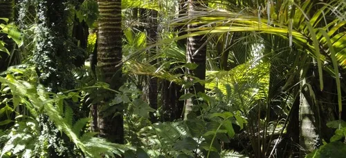 Son avion atterrit en urgence, il survit 36 jours en Amazonie (photo)