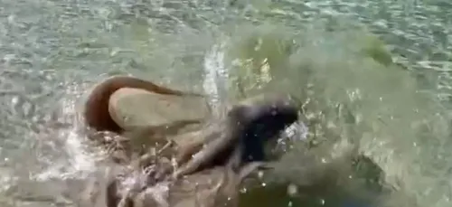Alors qu’il filme une pieuvre sur la plage, l’animal l'attaque...