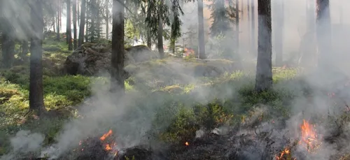 Gironde : un incendie ravage 6 hectares de végétation à Guillos