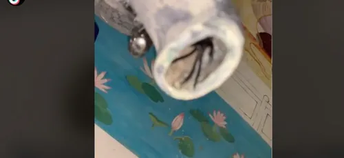 Elle découvre une énorme araignée coincée dans son robinet (Vidéo)