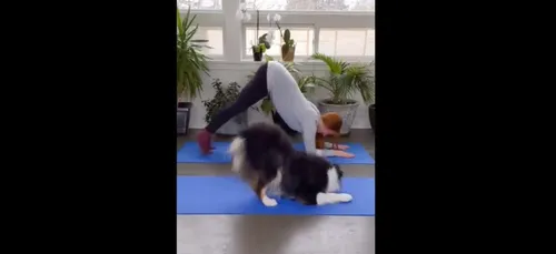 Un chien enchaîne les postures de yoga et fait fondre la toile (Vidéo)