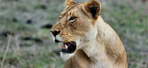 Une lionne attaque son dresseur pendant un numéro de cirque (Vidéo)