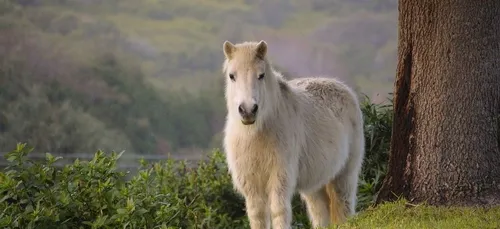 Un retraité écope de 500 euros d'amende pour avoir tenté de violer...