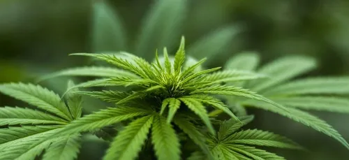 Des plants de cannabis vendus par erreur en jardinerie et grande...