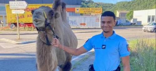 Un chameau récupéré par la gendarmerie sur un rond-point (Photo)