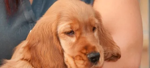 Loiret : une sexagénaire arrêtée pour maltraitance sur des chiens