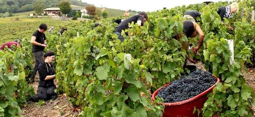Le réchauffement climatique perturbe les vendanges