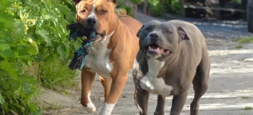 Nouvelle attaque de molosse dans le Loiret